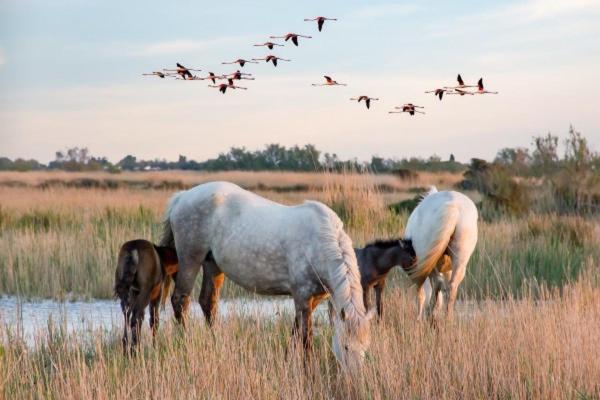 Camargue Villa Beauvoisin  Buitenkant foto